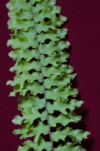 Load image into Gallery viewer, Nephrolepis Rooseveltii 3" Pot
