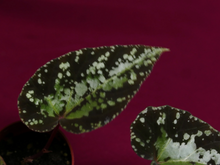 Load image into Gallery viewer, Begonia U642 Curtisii 2" Pot
