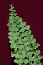 Load image into Gallery viewer, Nephrolepis Rooseveltii 3" Pot
