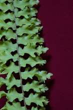 Load image into Gallery viewer, Nephrolepis Rooseveltii 3" Pot
