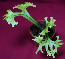 Load image into Gallery viewer, Microsorum Crested Dragon Whisker Small
