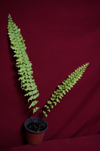 Load image into Gallery viewer, Nephrolepis Rooseveltii 3" Pot
