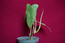 Load image into Gallery viewer, Philodendron Sharoniae
