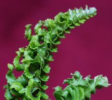 Load image into Gallery viewer, Nephrolepis Mini Crested 2" Pot
