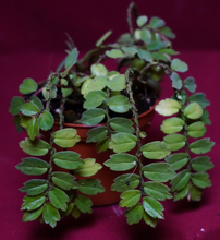 Load image into Gallery viewer, Begonia Foliosa
