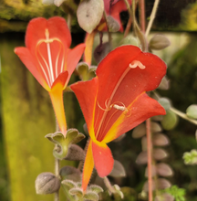 Load image into Gallery viewer, Columnea Gloriosa Wild Type
