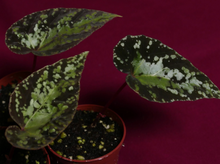 Load image into Gallery viewer, Begonia U642 Curtisii 2" Pot
