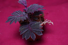 Load image into Gallery viewer, Solanum Uleanum "Purple"
