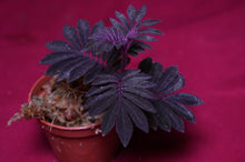 Load image into Gallery viewer, Solanum Uleanum "Purple"
