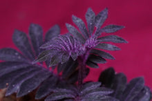 Load image into Gallery viewer, Solanum Uleanum "Purple"
