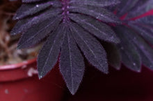 Load image into Gallery viewer, Solanum Uleanum "Purple"
