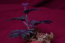 Load image into Gallery viewer, Solanum Uleanum "Purple"

