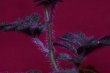 Load image into Gallery viewer, Solanum Uleanum "Purple"
