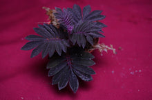 Load image into Gallery viewer, Solanum Uleanum "Purple"
