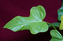 Load image into Gallery viewer, Philodendron Bipennifolium Gold Violin
