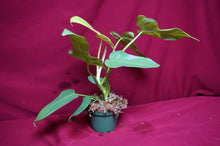 Load image into Gallery viewer, Philodendron Bipennifolium Gold Violin
