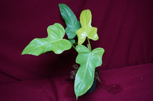 Load image into Gallery viewer, Philodendron Bipennifolium Gold Violin
