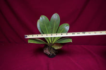 Load image into Gallery viewer, Philodendron linnaei Kunth
