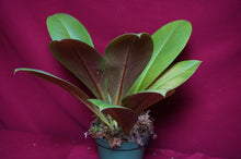 Load image into Gallery viewer, Philodendron linnaei Kunth
