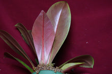 Load image into Gallery viewer, Philodendron linnaei Kunth
