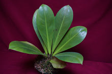 Load image into Gallery viewer, Philodendron linnaei Kunth

