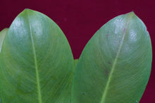 Load image into Gallery viewer, Philodendron linnaei Kunth

