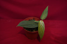 Load image into Gallery viewer, Philodendron Genevievianum
