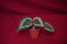 Load image into Gallery viewer, Begonia longiciliata
