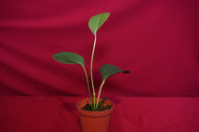 Load image into Gallery viewer, Anthurium Laciniosum
