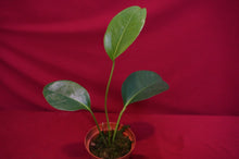 Load image into Gallery viewer, Anthurium Laciniosum

