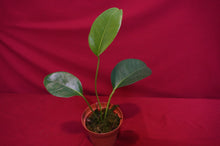Load image into Gallery viewer, Anthurium Laciniosum
