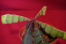 Load image into Gallery viewer, Biophytum Species Napo
