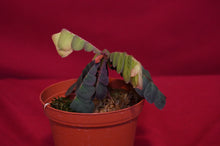 Load image into Gallery viewer, Biophytum Species Napo
