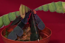 Load image into Gallery viewer, Biophytum Species Napo
