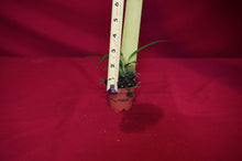 Load image into Gallery viewer, Philodendron Chinchamayense
