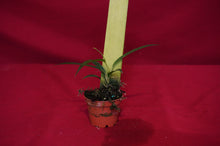 Load image into Gallery viewer, Philodendron Chinchamayense
