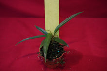 Load image into Gallery viewer, Philodendron Chinchamayense
