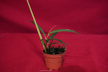 Load image into Gallery viewer, Philodendron Chinchamayense

