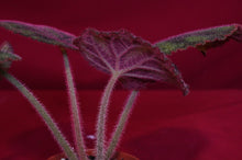 Load image into Gallery viewer, Begonia Variegata
