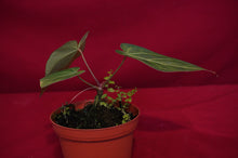 Load image into Gallery viewer, Anthurium Magnificum
