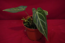 Load image into Gallery viewer, Anthurium Magnificum
