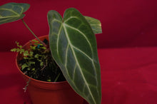 Load image into Gallery viewer, Anthurium Magnificum
