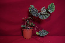 Load image into Gallery viewer, Begonia Species U540
