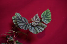 Load image into Gallery viewer, Begonia Species U540
