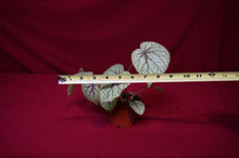 Load image into Gallery viewer, Begonia Species u309
