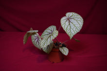 Load image into Gallery viewer, Begonia Species u309
