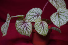 Load image into Gallery viewer, Begonia Species u309
