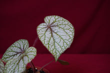 Load image into Gallery viewer, Begonia Species u309
