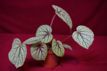 Load image into Gallery viewer, Begonia Species u309

