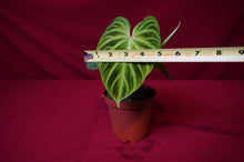 Load image into Gallery viewer, Philodendron Verrucosum
